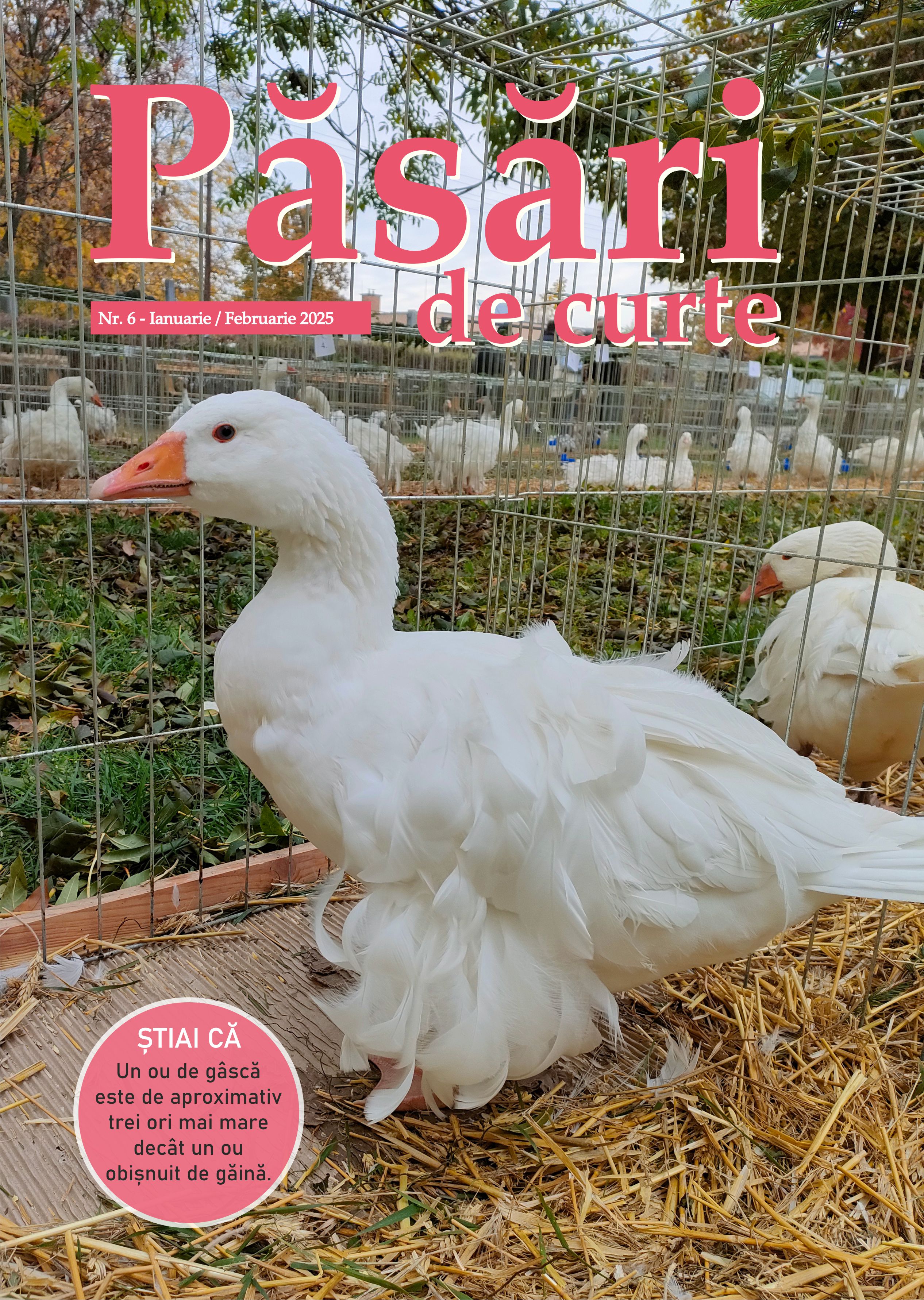 Revista Pasari De Curte Nr.6
